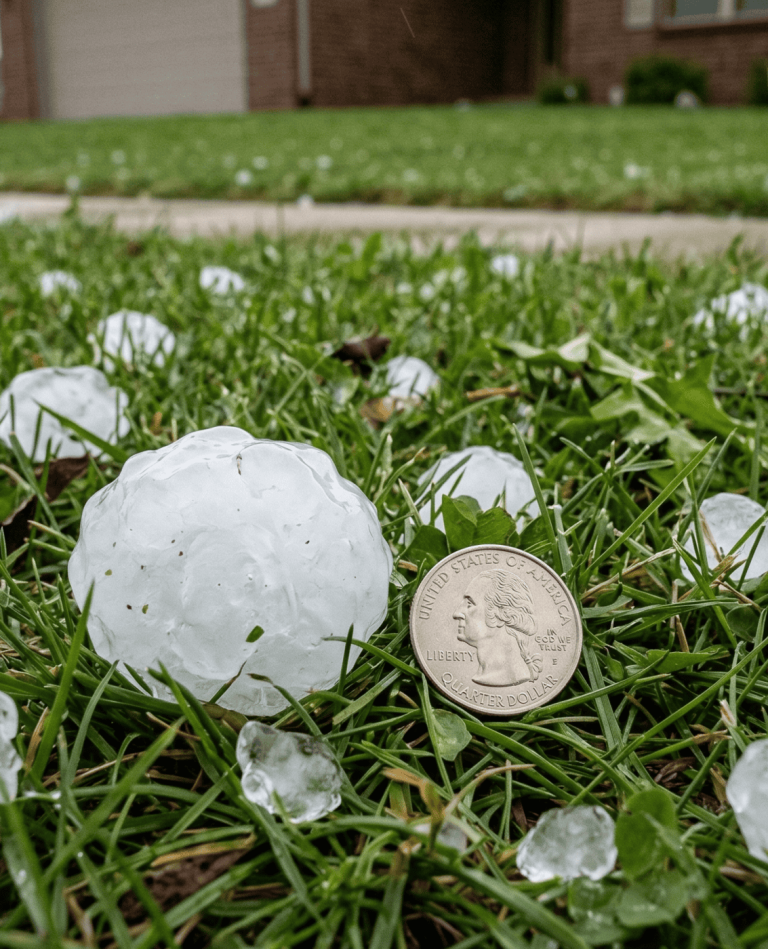 Hailstones on a lawn after an ice storm, with a quarter coin for size comparison.