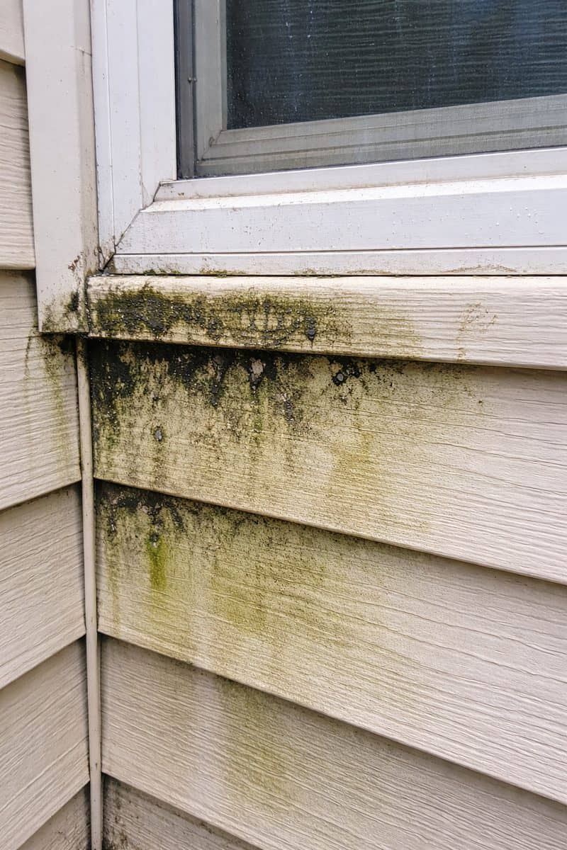 Green and black mold growth on vinyl siding near a window frame showing moisture damage